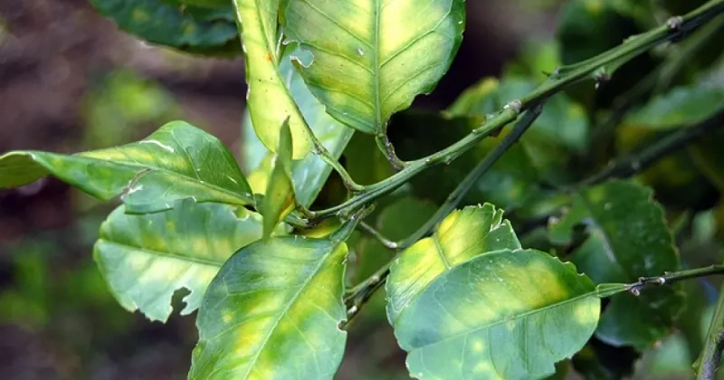 HLB Is The Bigger Threat Behind The Bug