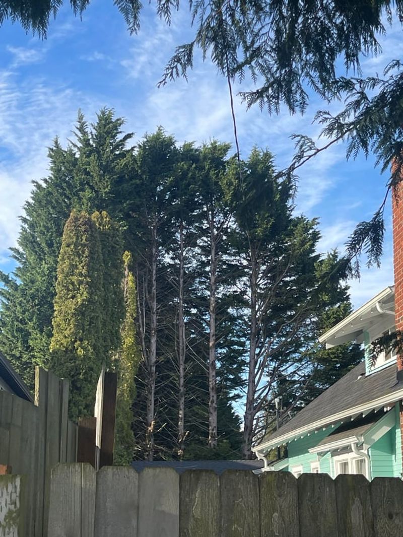 HOA Rules May Limit Tall Trees HOA Rules May Limit Tall Trees
