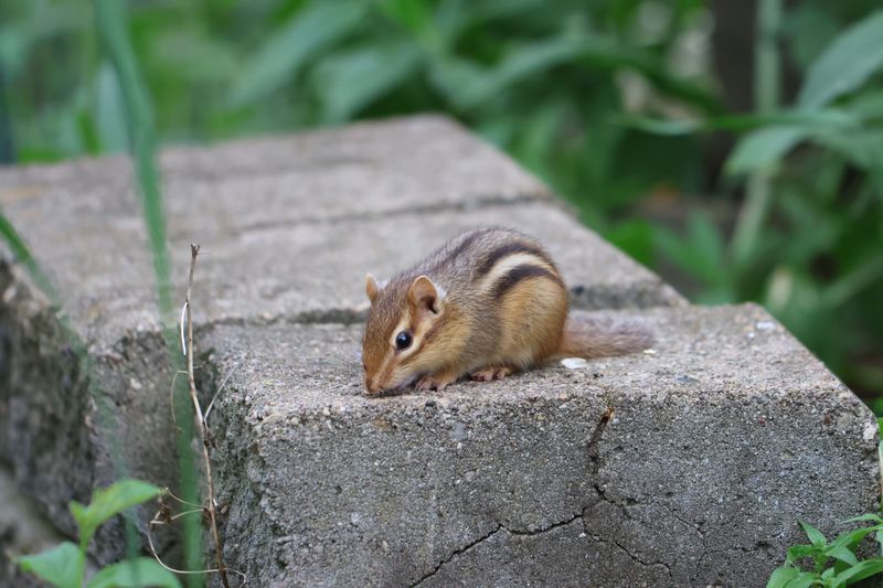 Habitat Changes Driving Chipmunks Away