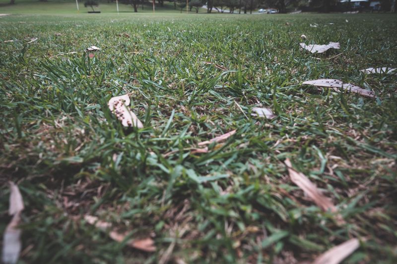 Habitat Loss From Over-Manicured Lawns Habitat Loss From Over-Manicured Lawns