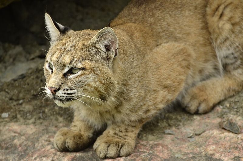 Habitat Loss Pushing Bobcats Closer To Homes Habitat Loss Pushing Bobcats Closer To Homes