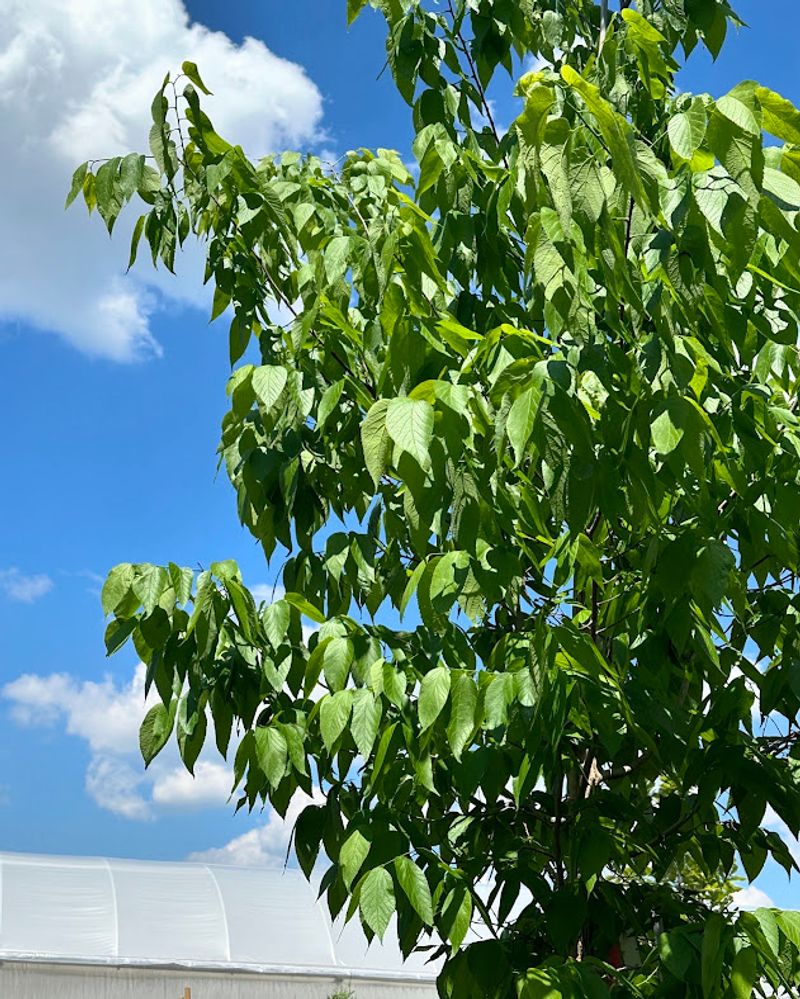 Hackberry Fills Canopy Gaps Well