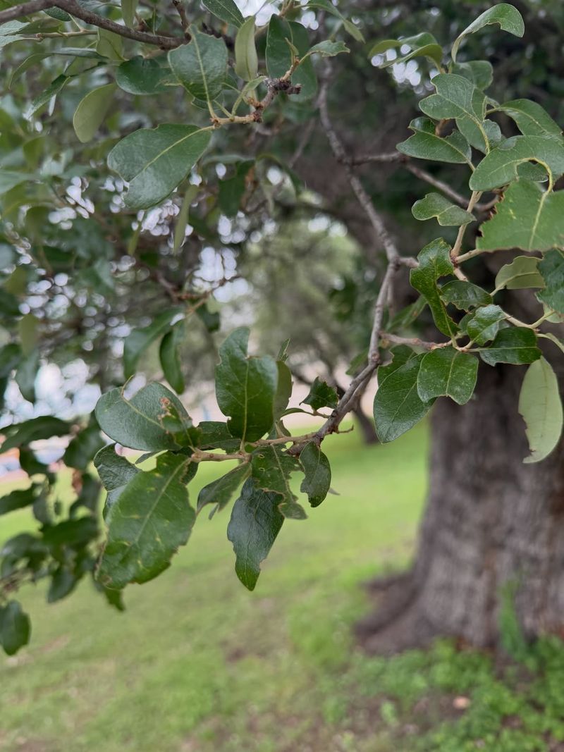 Hackberry Handles Heat, Wind, And Periodic Dryness Hackberry Handles Heat, Wind, And Periodic Dryness