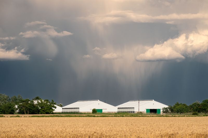 Hail Storms Threaten Young Crops