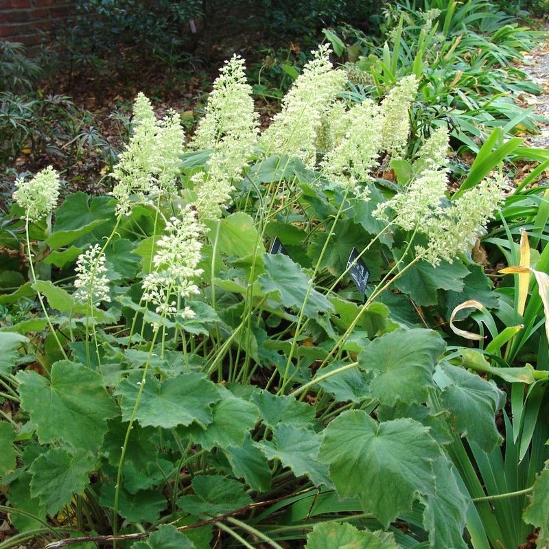 Hairy Alumroot Handles North Carolina Heat And Humidity