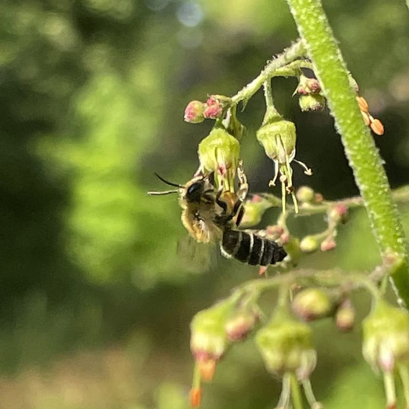 Hairy Alumroot Supports Bees And Other Pollinators