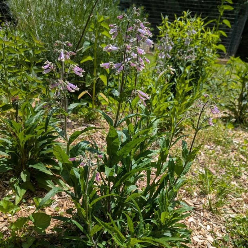 Hairy Beardtongue Hairy Beardtongue