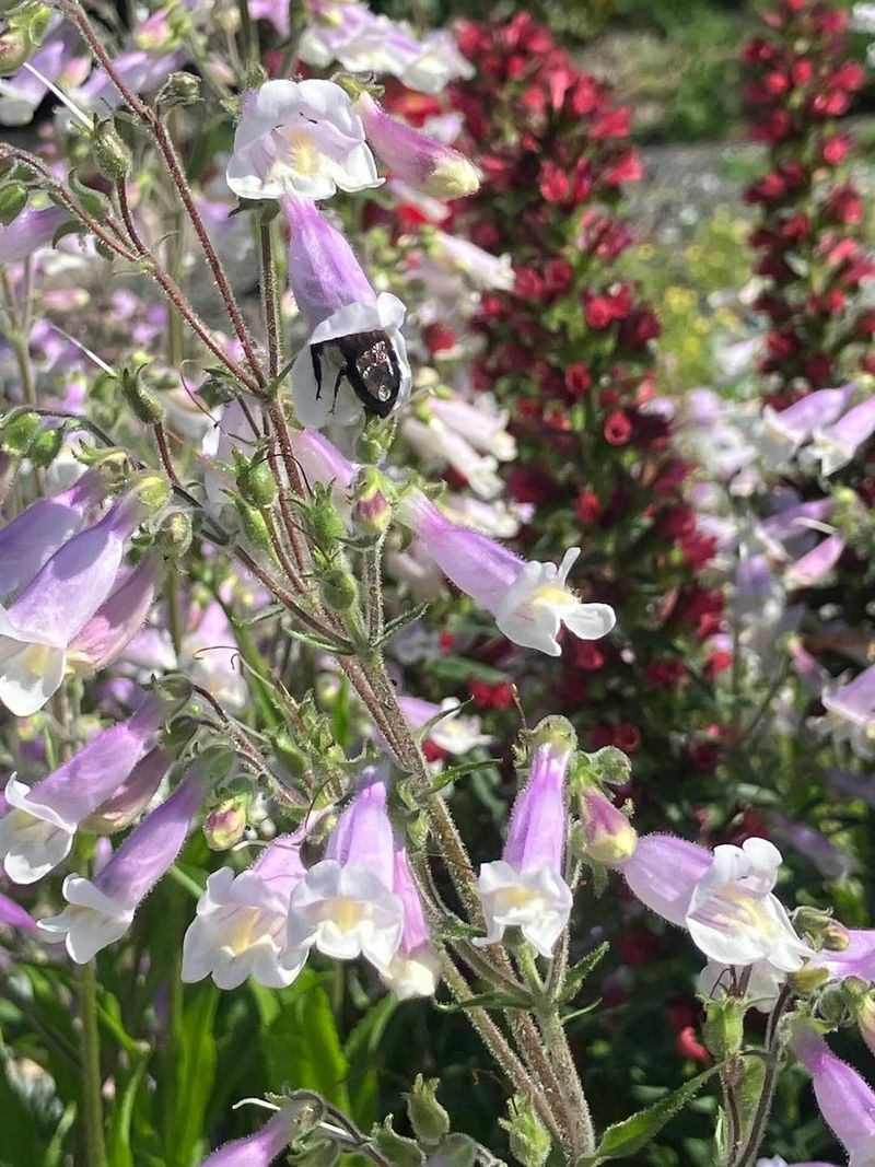 Hairy Beardtongue Hairy Beardtongue