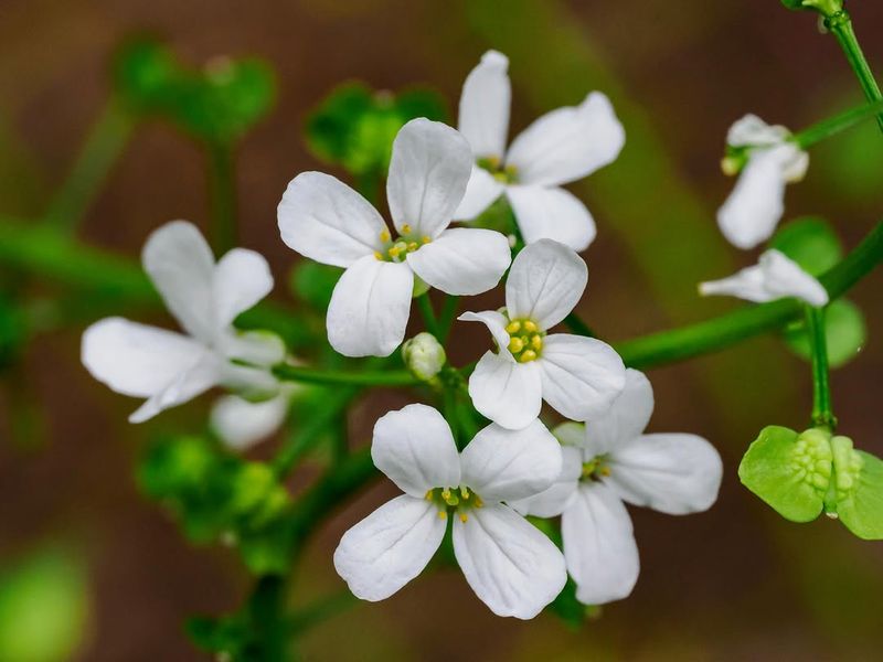 Hairy Bittercress Fires Seeds When Touched Hairy Bittercress Fires Seeds When Touched