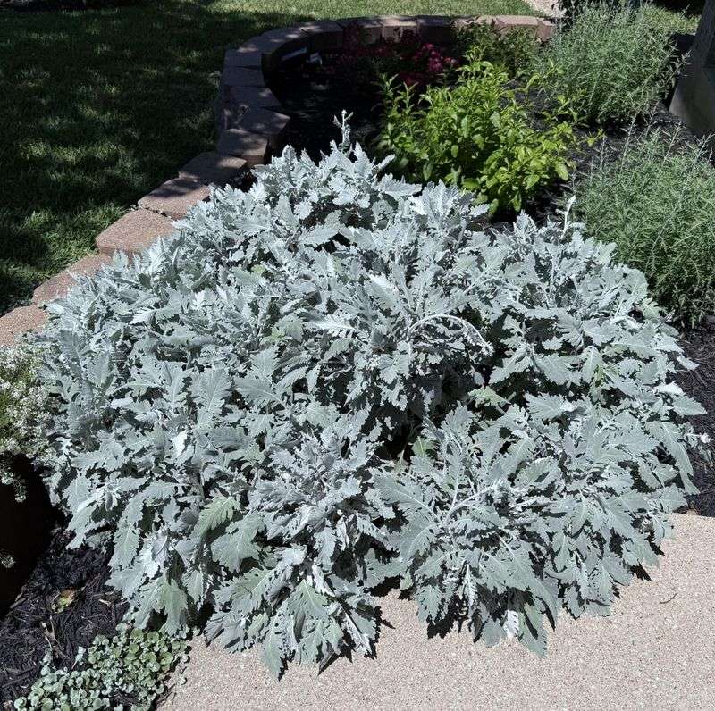 Hairy Foliage Shields Tender Tissue Hairy Foliage Shields Tender Tissue