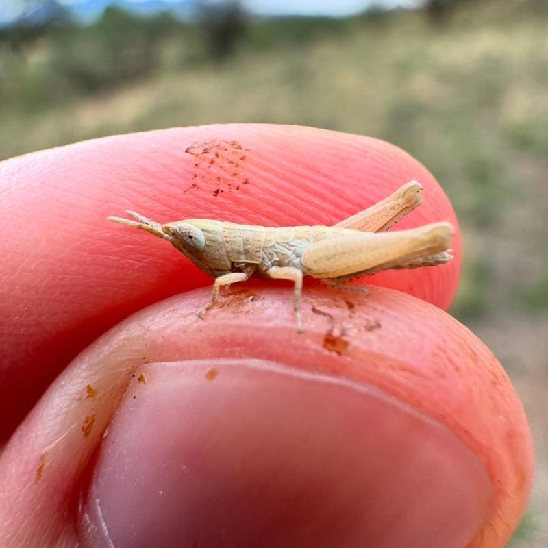 Hand Pick Grasshoppers Early In The Morning Hand Pick Grasshoppers Early In The Morning