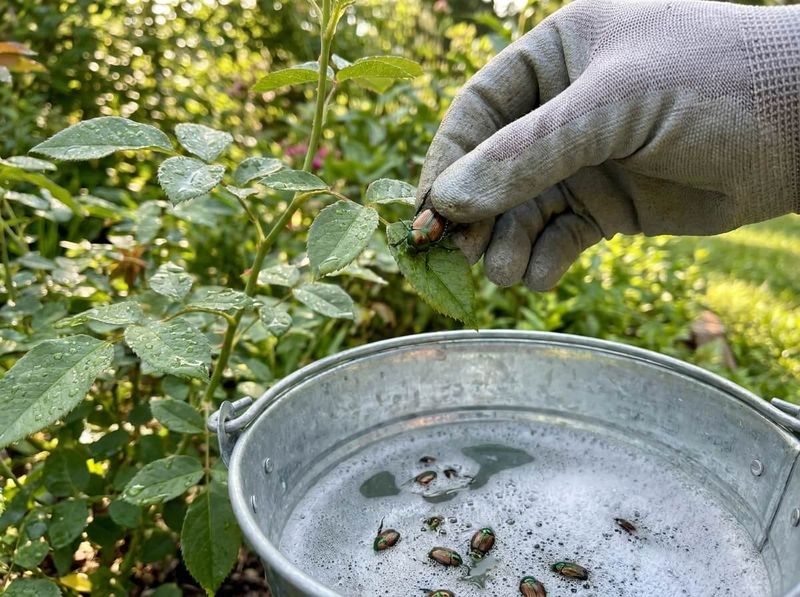 Hand-Picking Actually Works For Small Gardens Hand-Picking Actually Works For Small Gardens