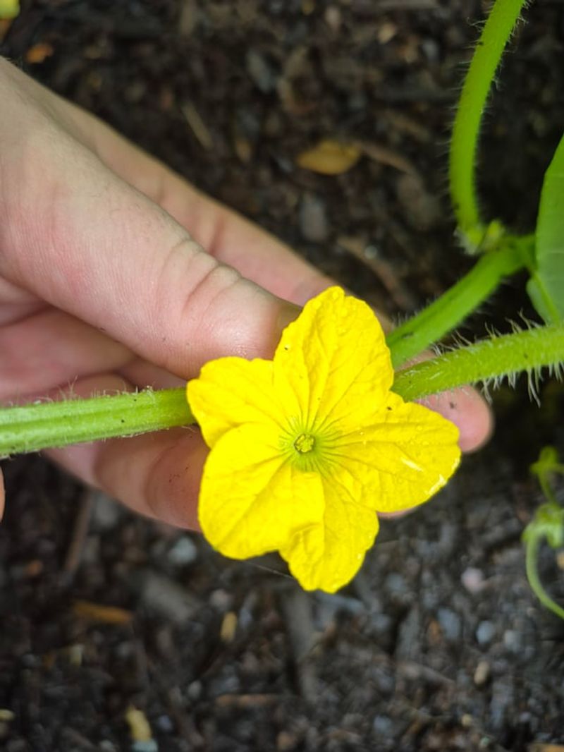 Hand Pollination Can Save A Slow Start Hand Pollination Can Save A Slow Start