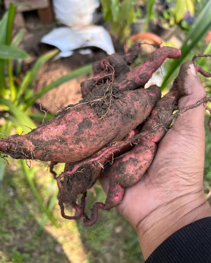 Handle Freshly Dug Roots With Care Handle Freshly Dug Roots With Care