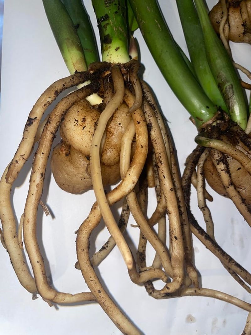 Handle Rhizomes And Roots Gently