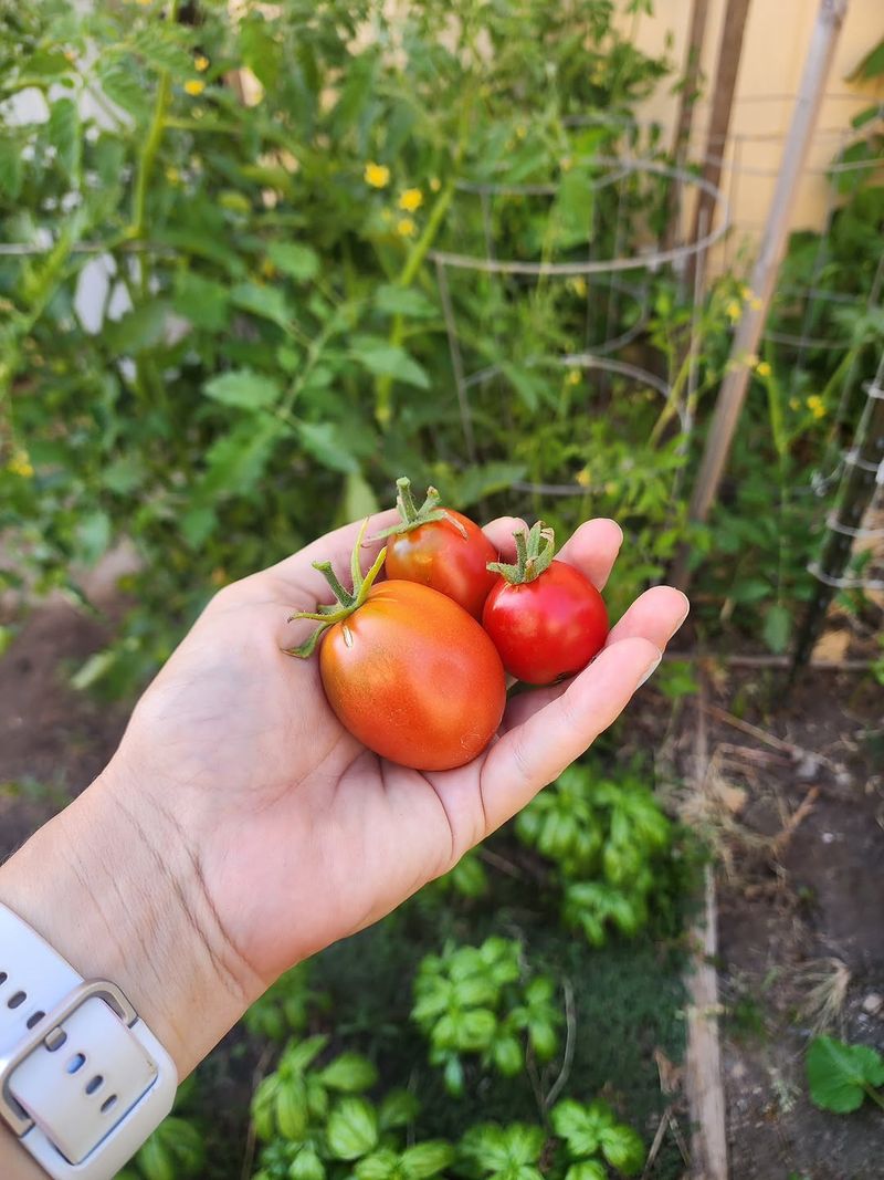 Handle Ripe Tomatoes Gently