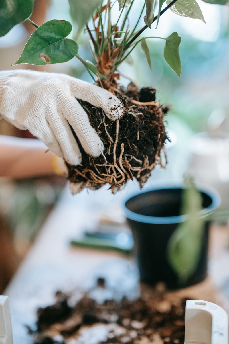 Handle Root Balls Gently To Avoid Breaking Fine Roots