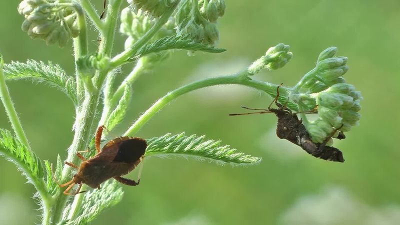 Handpick Adult Bugs Into Soapy Water