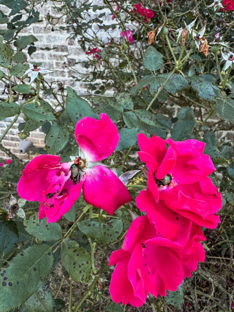 Handpick Beetles From Exposed Roses