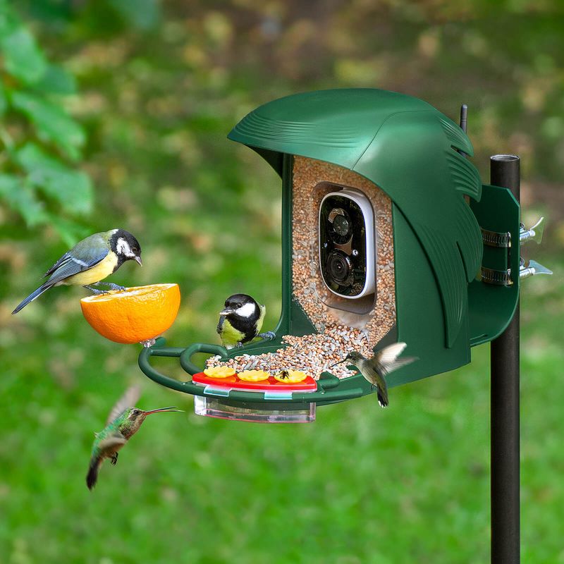 Hang Feeders Near Safe Perching Spots Hang Feeders Near Safe Perching Spots