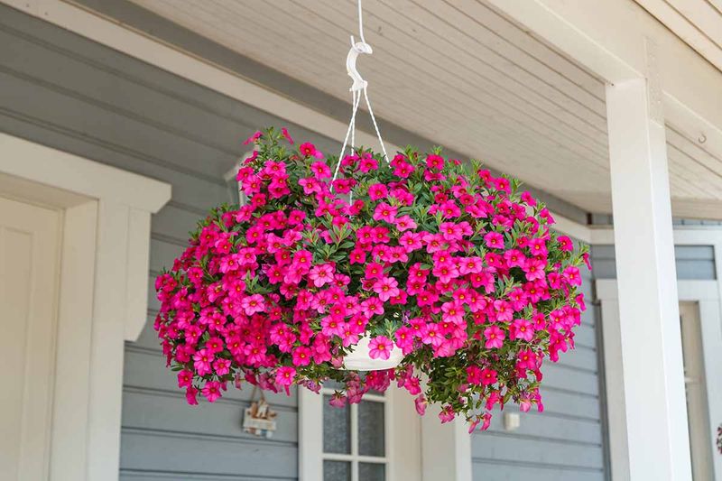 Hanging Baskets Dry Differently Than Patio Pots Hanging Baskets Dry Differently Than Patio Pots