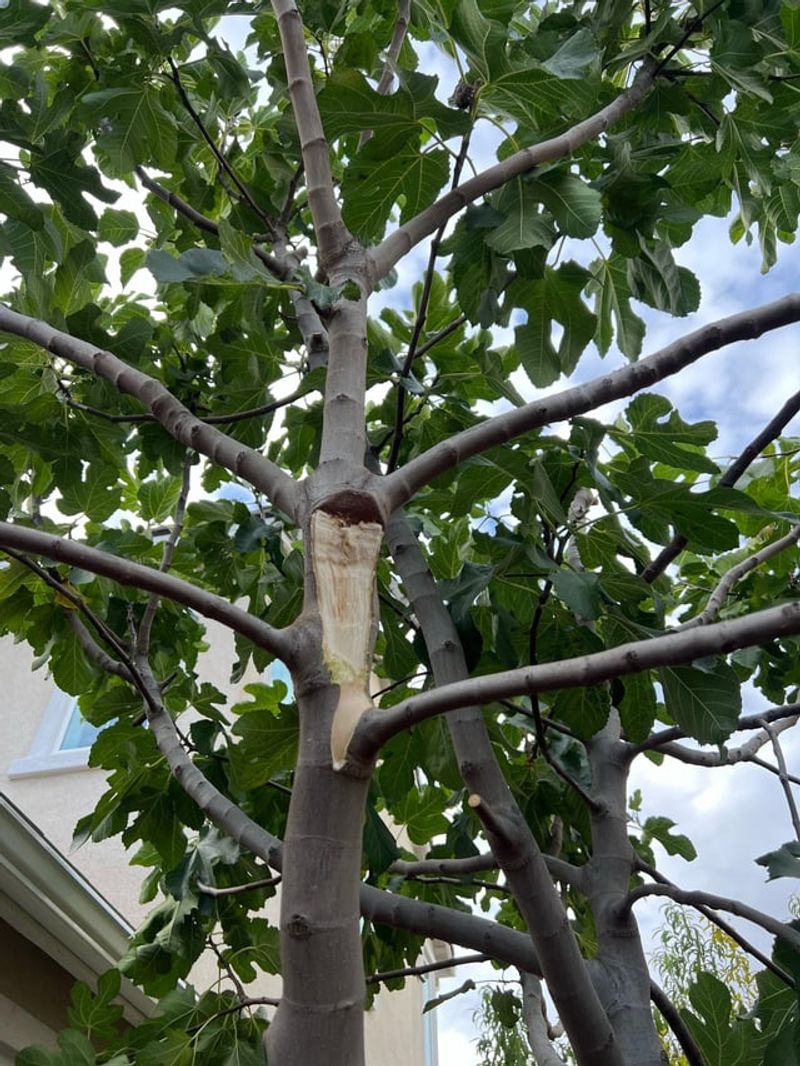 Hanging Branches Overhead Are Not Simple Pruning Hanging Branches Overhead Are Not Simple Pruning