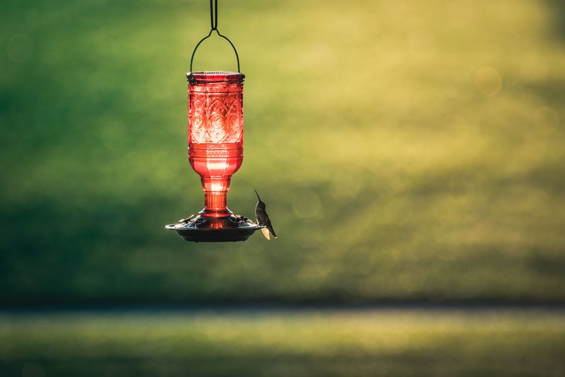 Hanging Feeders In Direct Sunlight