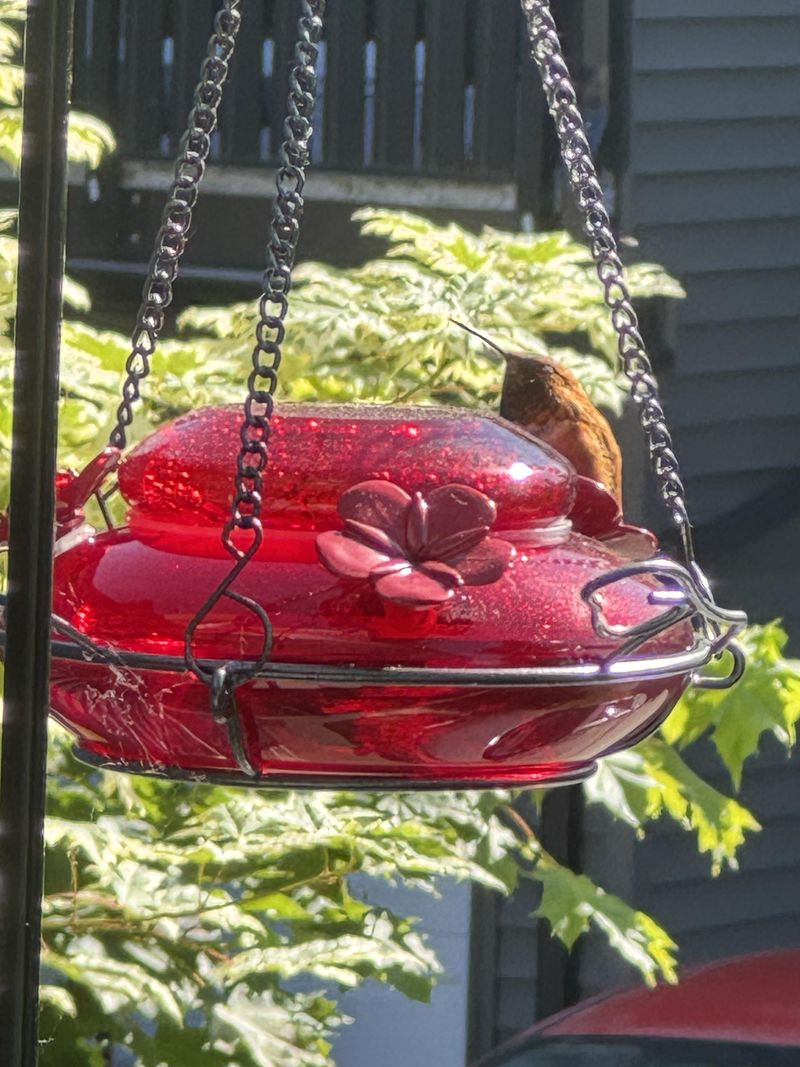 Hanging The Feeder In Strong Afternoon Sun Hanging The Feeder In Strong Afternoon Sun
