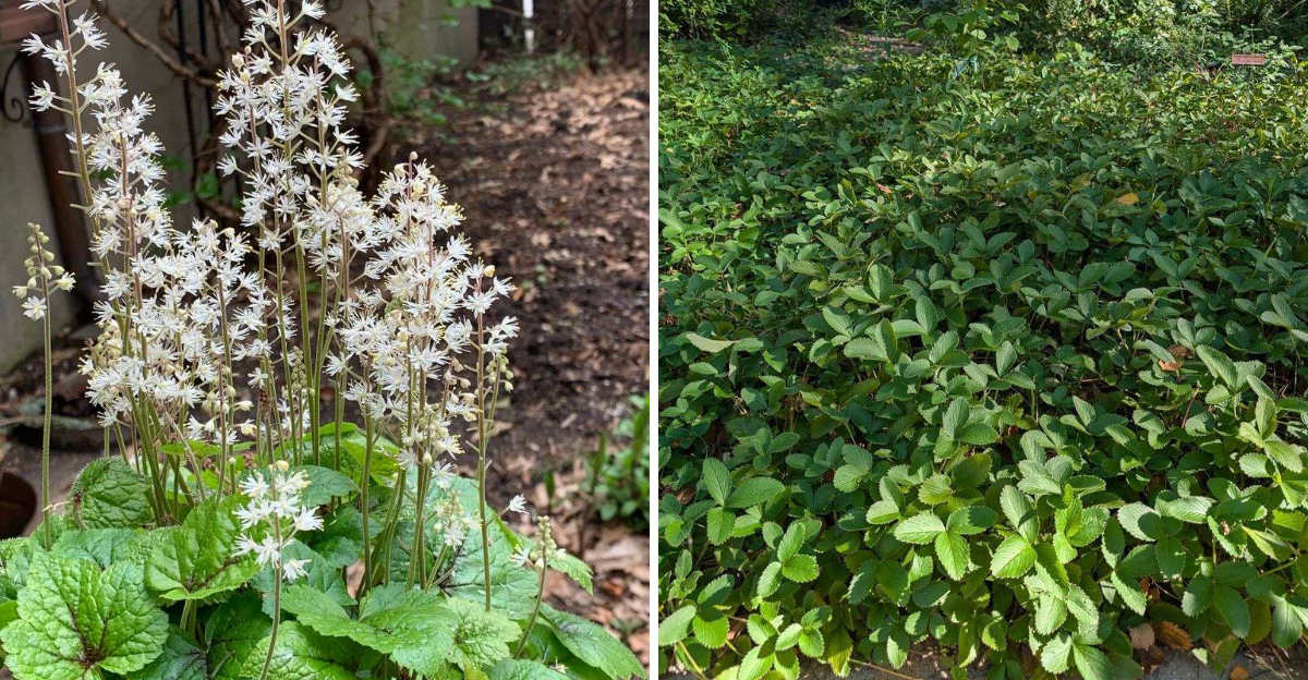 foam flower and barren strawberry