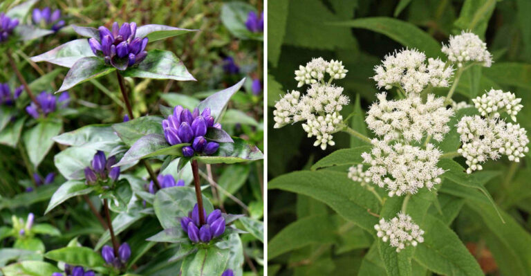 meadow closed gentian and common boneset