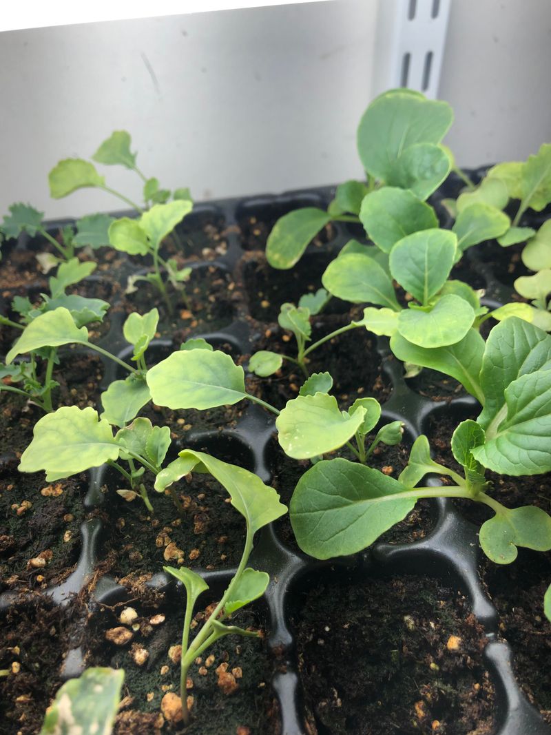 Harden Seedlings Before Planting