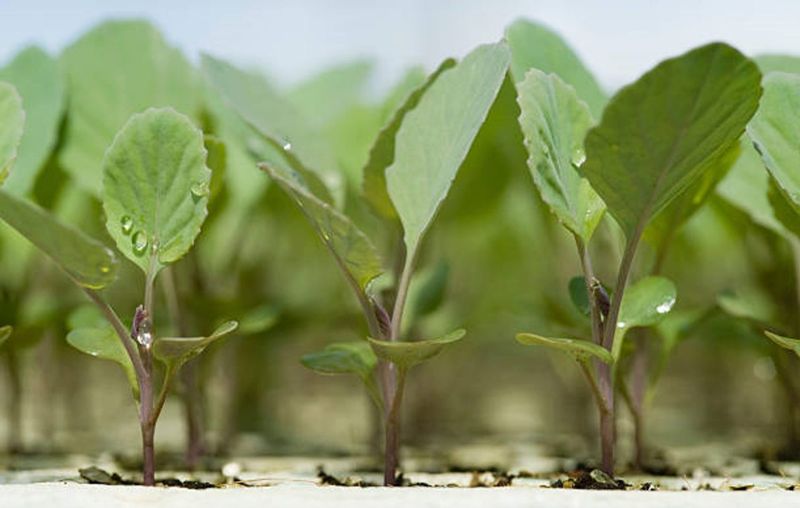 Harden Seedlings In Bright Shade