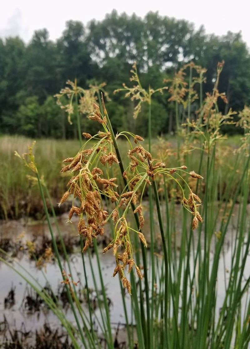 Hardstem Bulrush Holds Shoreline Value Hardstem Bulrush Holds Shoreline Value
