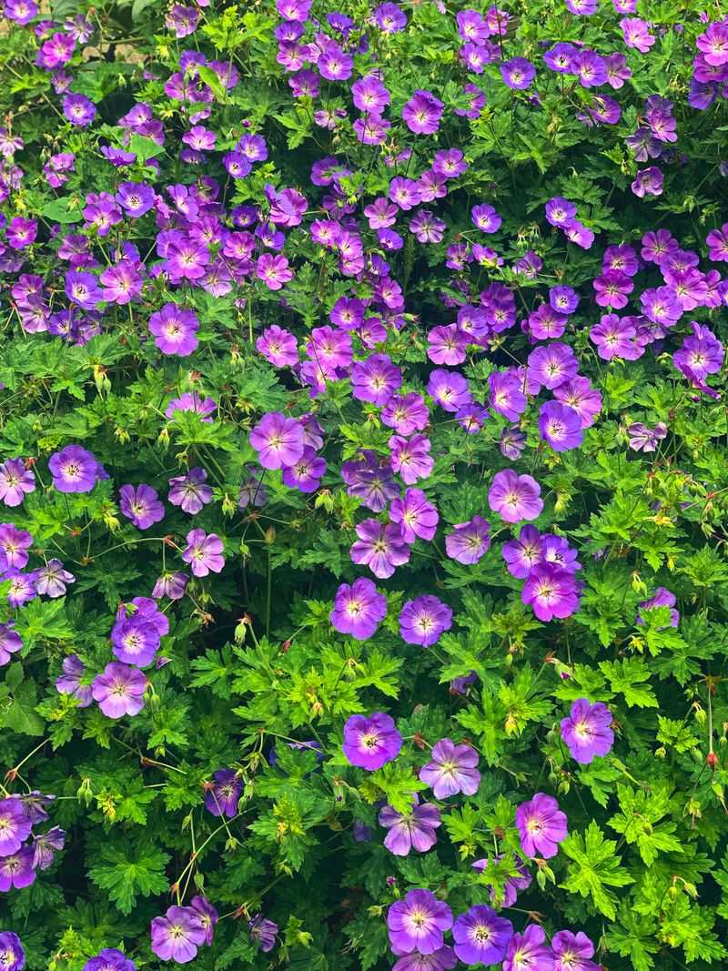 Hardy Geranium Hardy Geranium