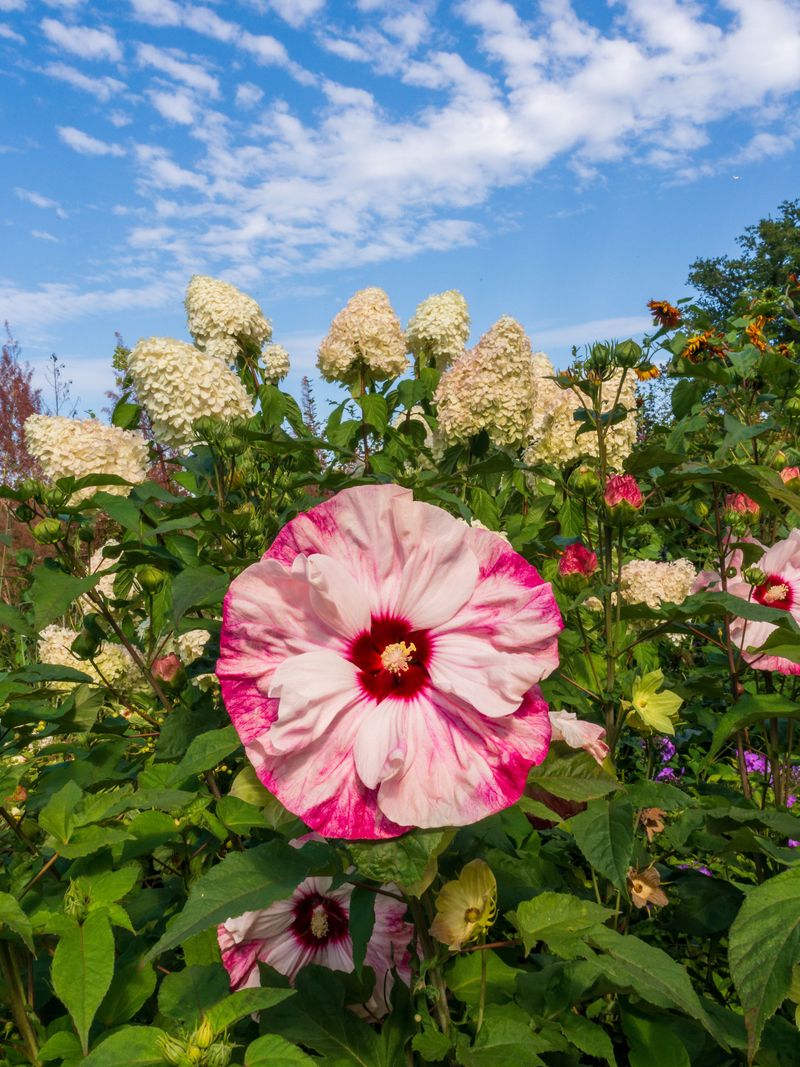 Hardy Hibiscus Hardy Hibiscus
