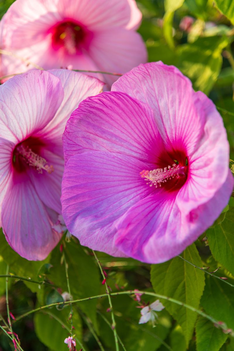 Hardy Hibiscus Hardy Hibiscus