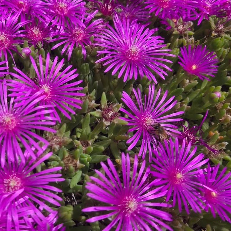 Hardy Ice Plant Covers Bare Soil With Thick Growth