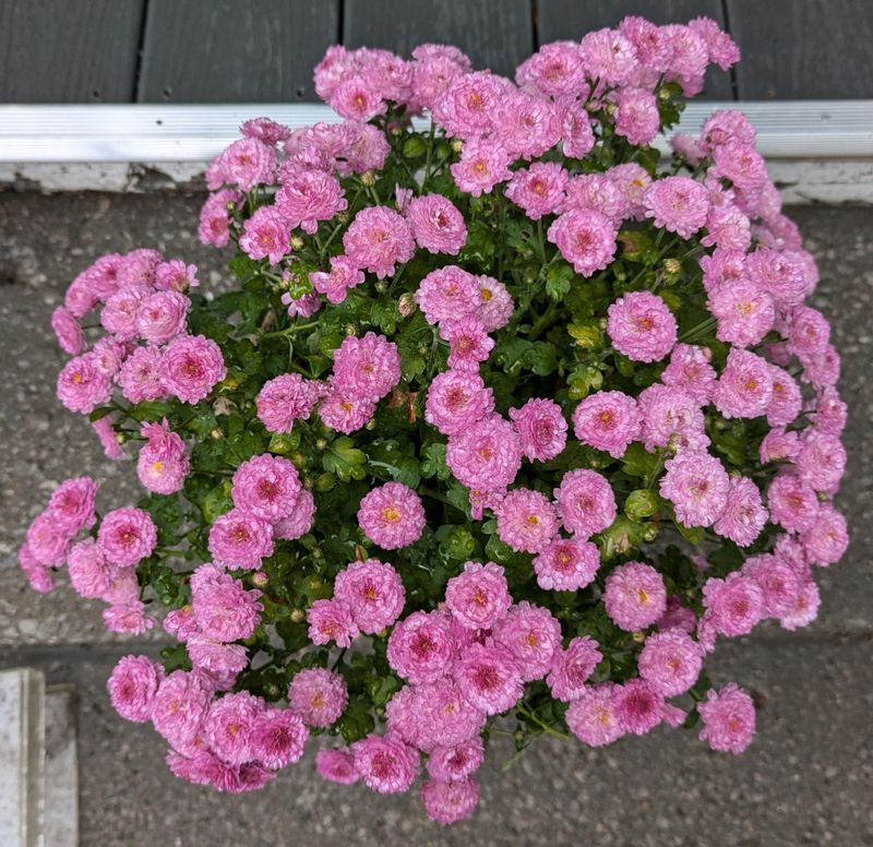Hardy Mums Turn Beds Fast Hardy Mums Turn Beds Fast