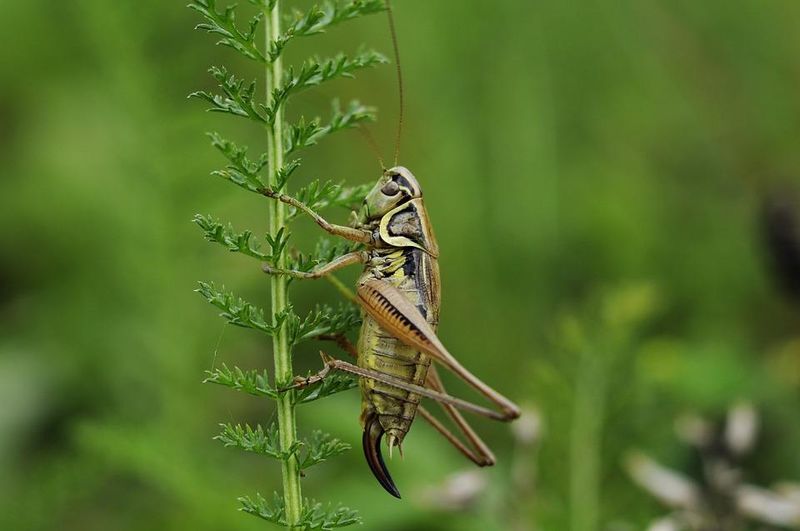 Harming The Cricket Was Thought To Bring Bad Luck