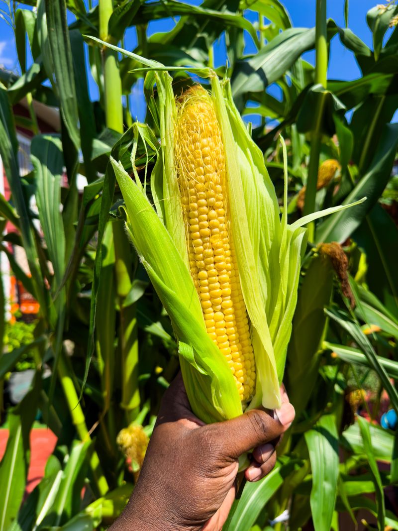 Harvest As Soon As Ears Are Ready