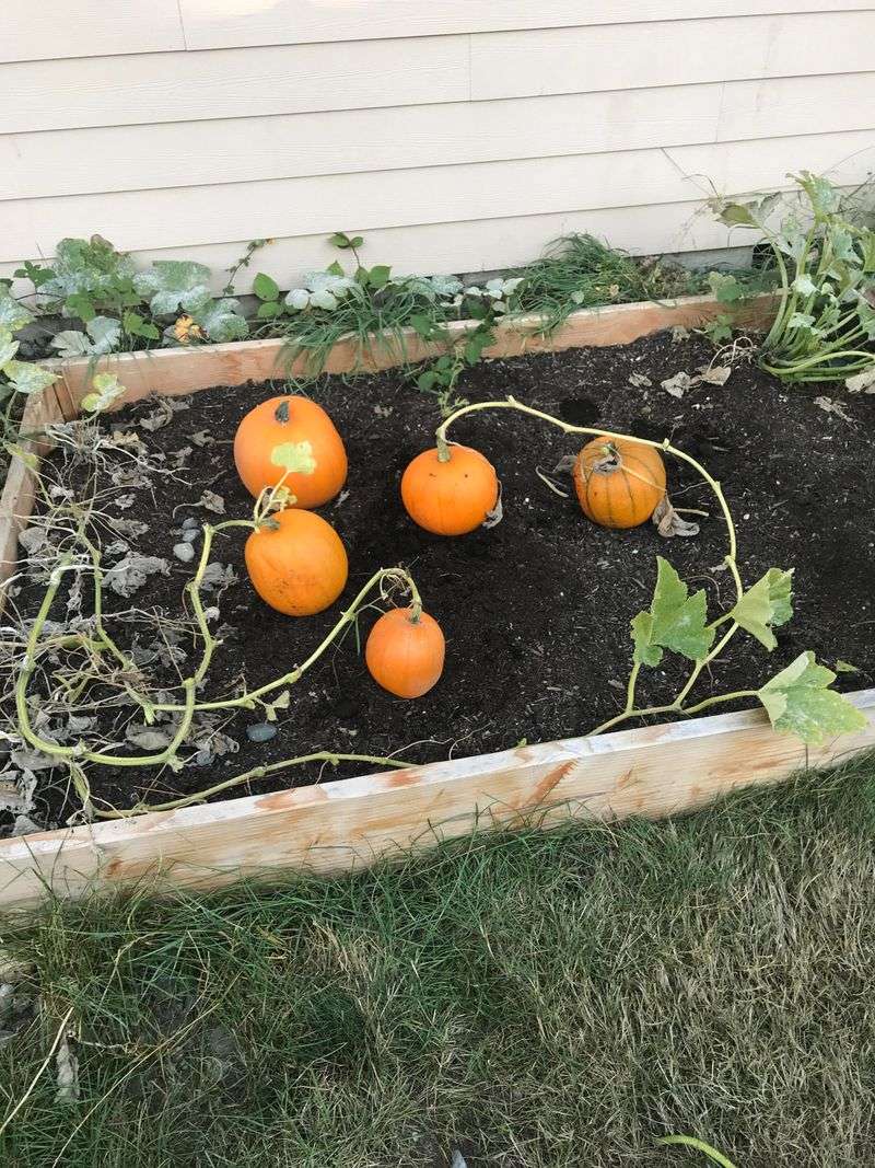Harvest Before Frost Arrives Harvest Before Frost Arrives