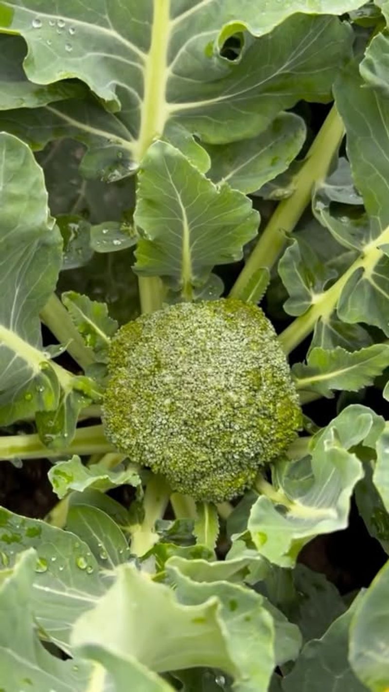 Harvest Before The Buds Open