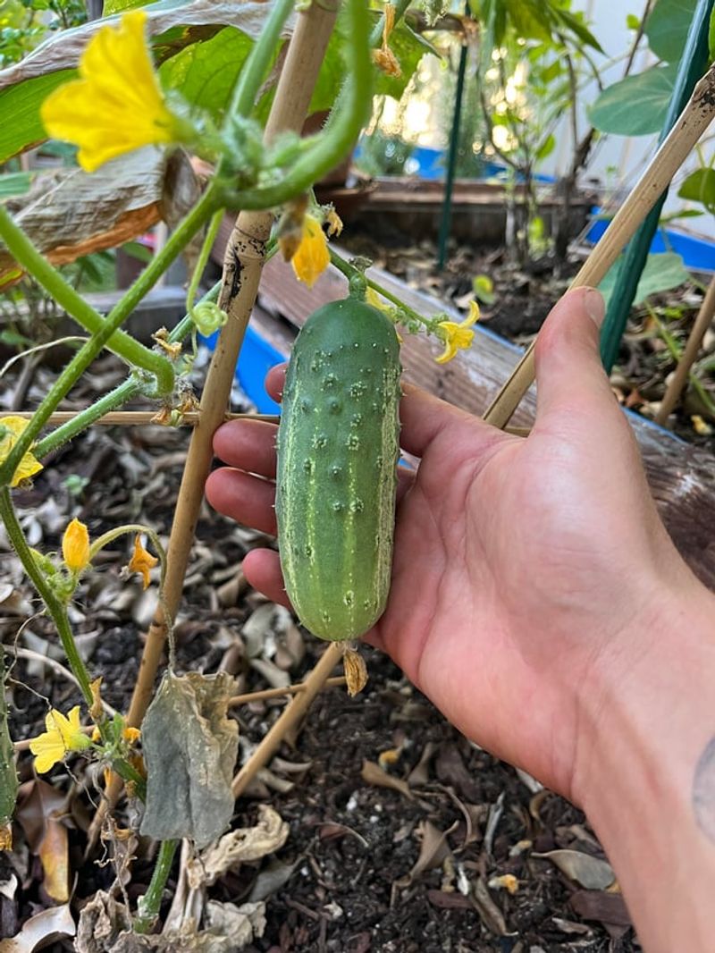 Harvest Cucumbers Before They Get Oversized Harvest Cucumbers Before They Get Oversized