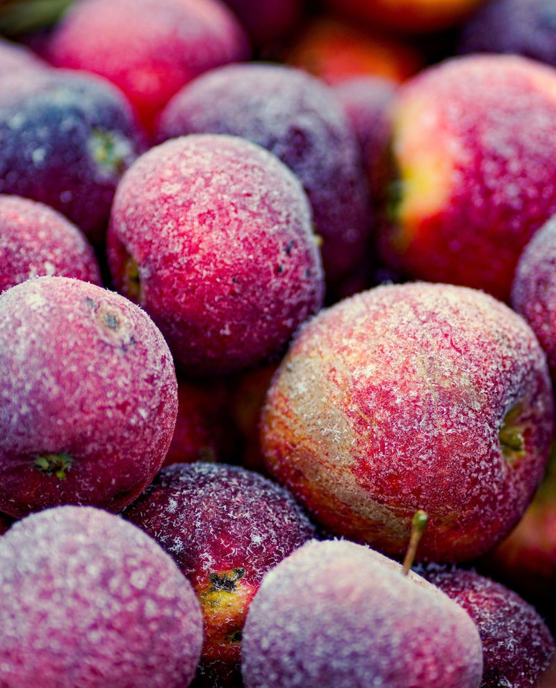 Harvest Early Morning For Peak Sweetness