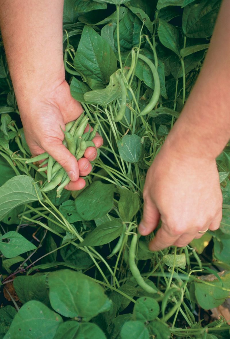 Harvest Every Two Days In Peak Season Harvest Every Two Days In Peak Season