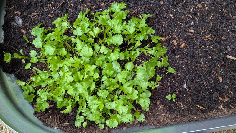Harvest Frequency That Won't Weaken The Plant Harvest Frequency That Won't Weaken The Plant