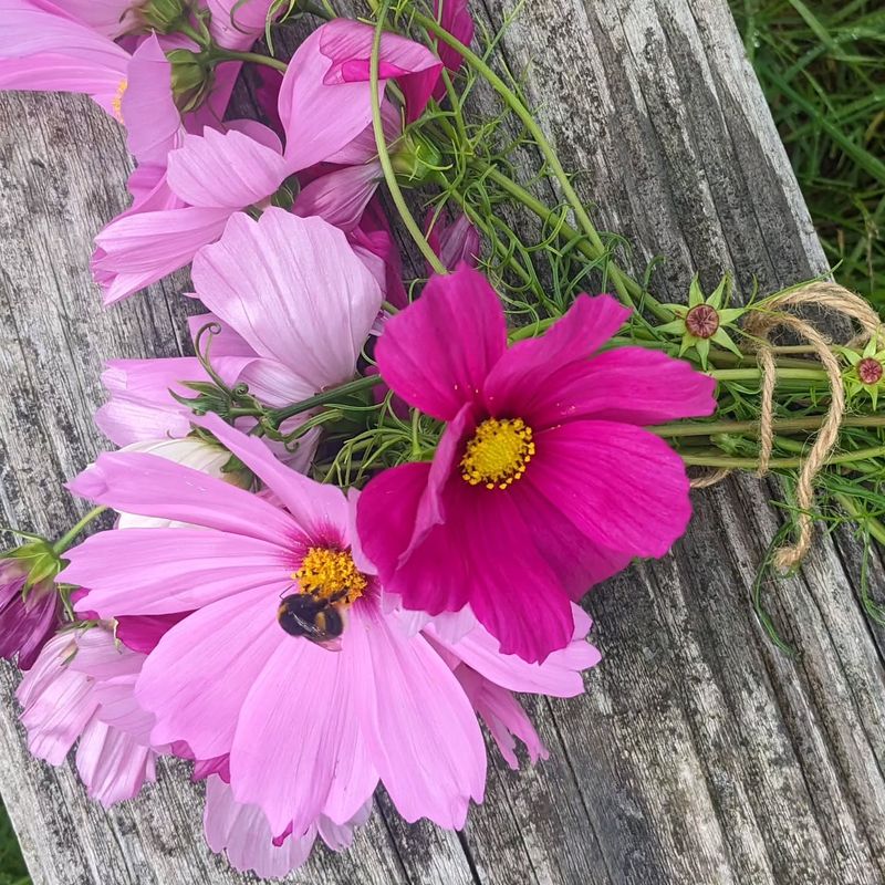 Harvest Fresh Blooms Throughout The Season Harvest Fresh Blooms Throughout The Season