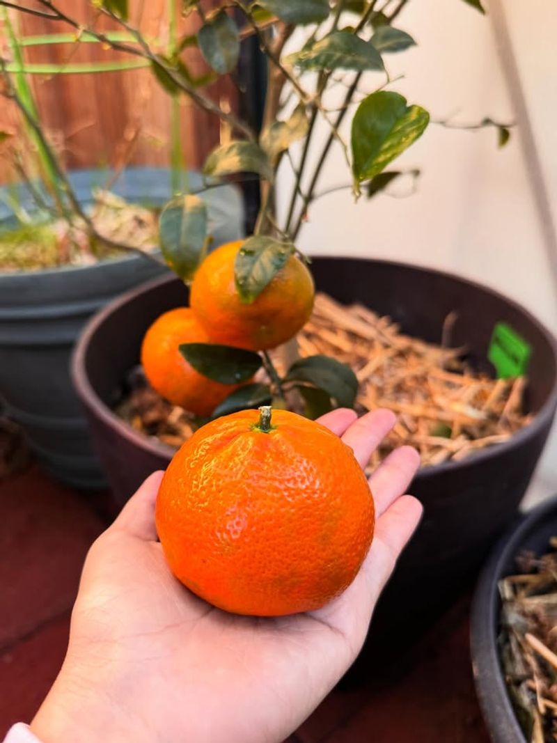 Harvest Fruit At Full Color