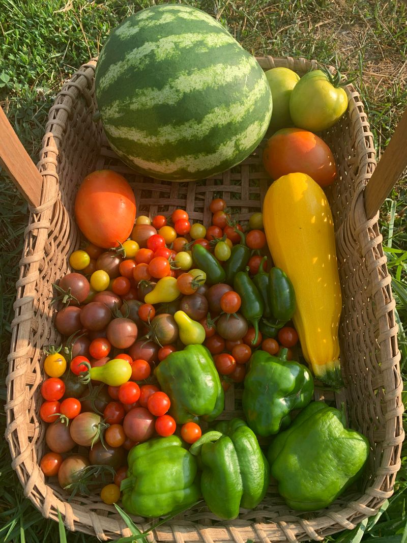 Harvest Fruits And Vegetables Promptly Harvest Fruits And Vegetables Promptly