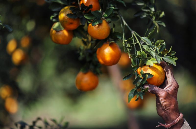 Harvest Heavy Fruit Before A Major Storm Harvest Heavy Fruit Before A Major Storm